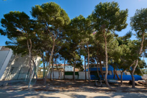 Foto zonas comunes arboles